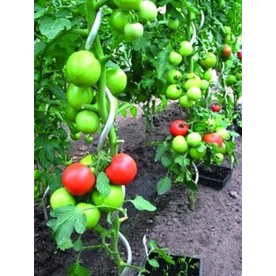 Proteco tyč k rajčatům spirálová 1.5m, 6mm pozink