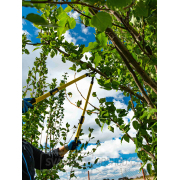 Nůžky na větve teleskopické pákové GEKO, 655-900 mm  Nůžky na větve teleskopické pákové GEKO, 655-900 mm  náhled