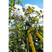 Nůžky na větve teleskopické pákové GEKO, 655-900 mm  Nůžky na větve teleskopické pákové GEKO, 655-900 mm  náhled