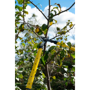 Teleskopické nůžky na větve 650-975 mm, rukojeť PP+TPR (6 ks) náhled